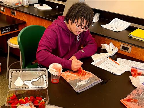 10th Grade Strawberry DNA Lab student working