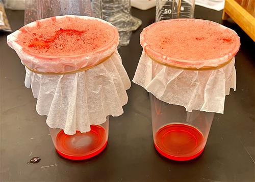 10th Grade Strawberry DNA Lab fluid