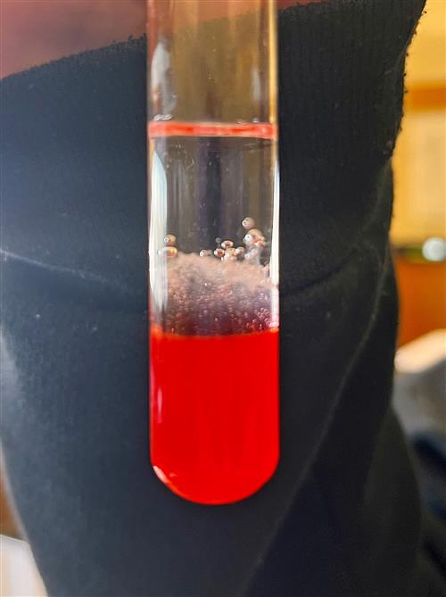 10th Grade Strawberry DNA Lab fluid