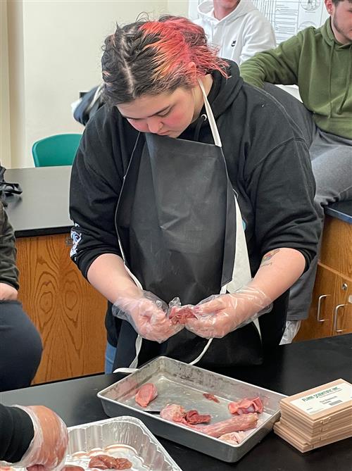 Turkey dissection student