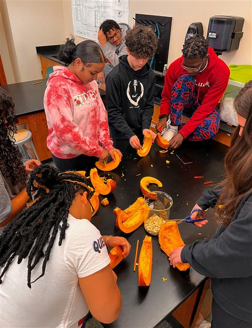 Students performing pumpkin dissections
