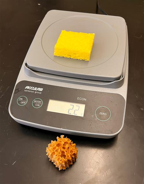 Zoology investigative lab sample sponge